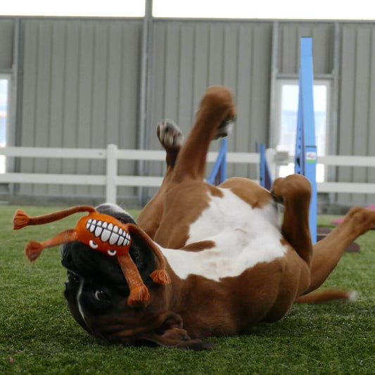 large brown dog playing with toy