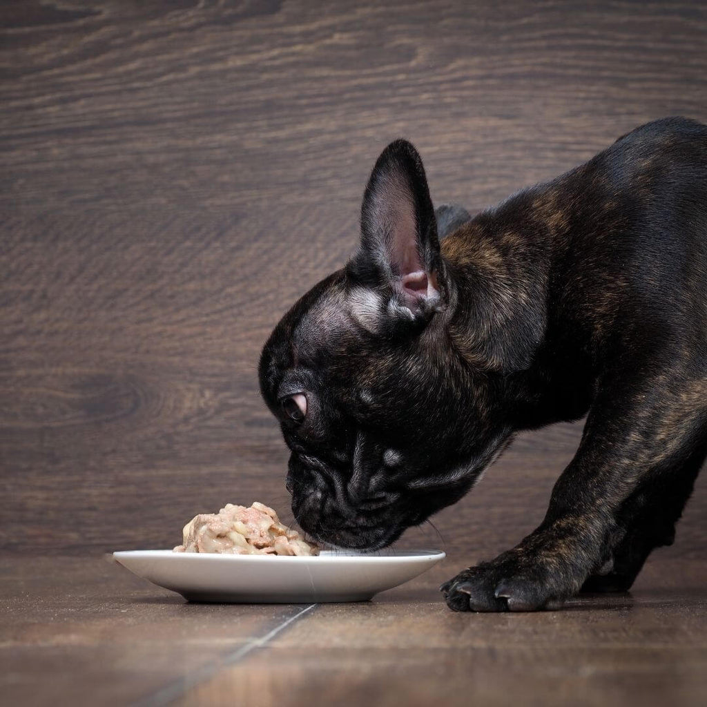 The Benefits of Collagen for your Pets