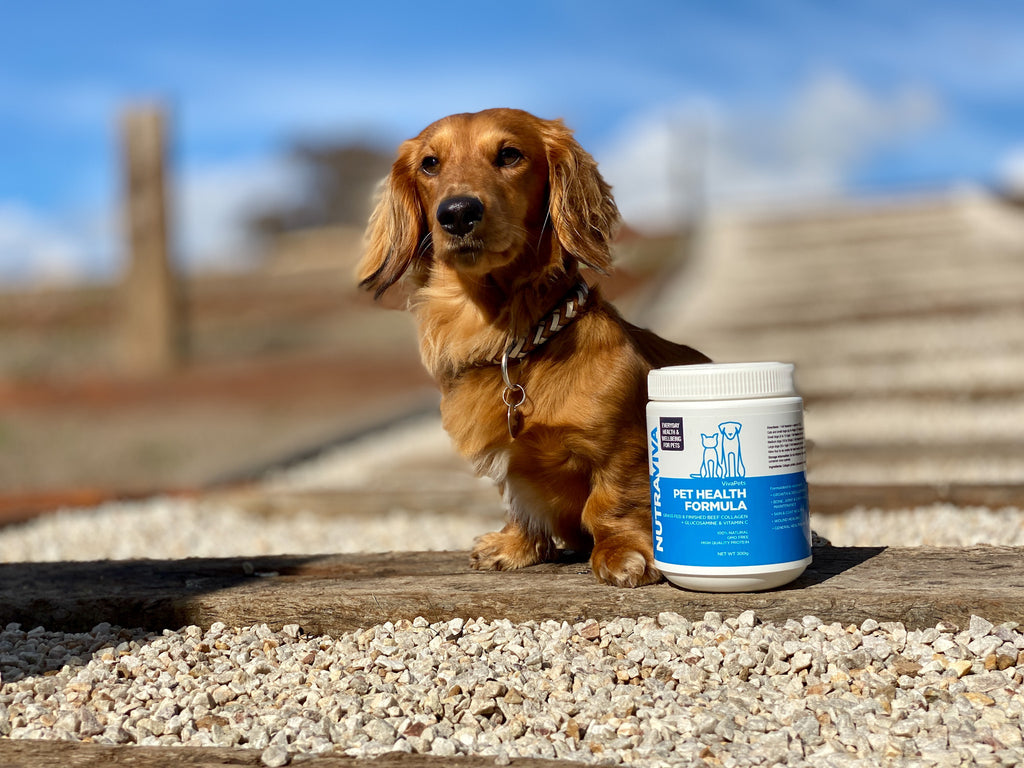 5 Key Benefits of Collagen for Pet Health