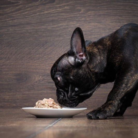 collagen hydrolysate powder formula for pet health