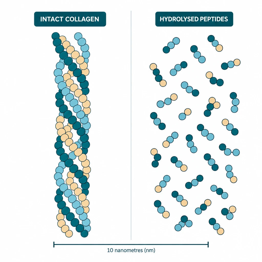 Diagram comparing a large intact collagen molecule with small hydrolysed peptides at the same scale